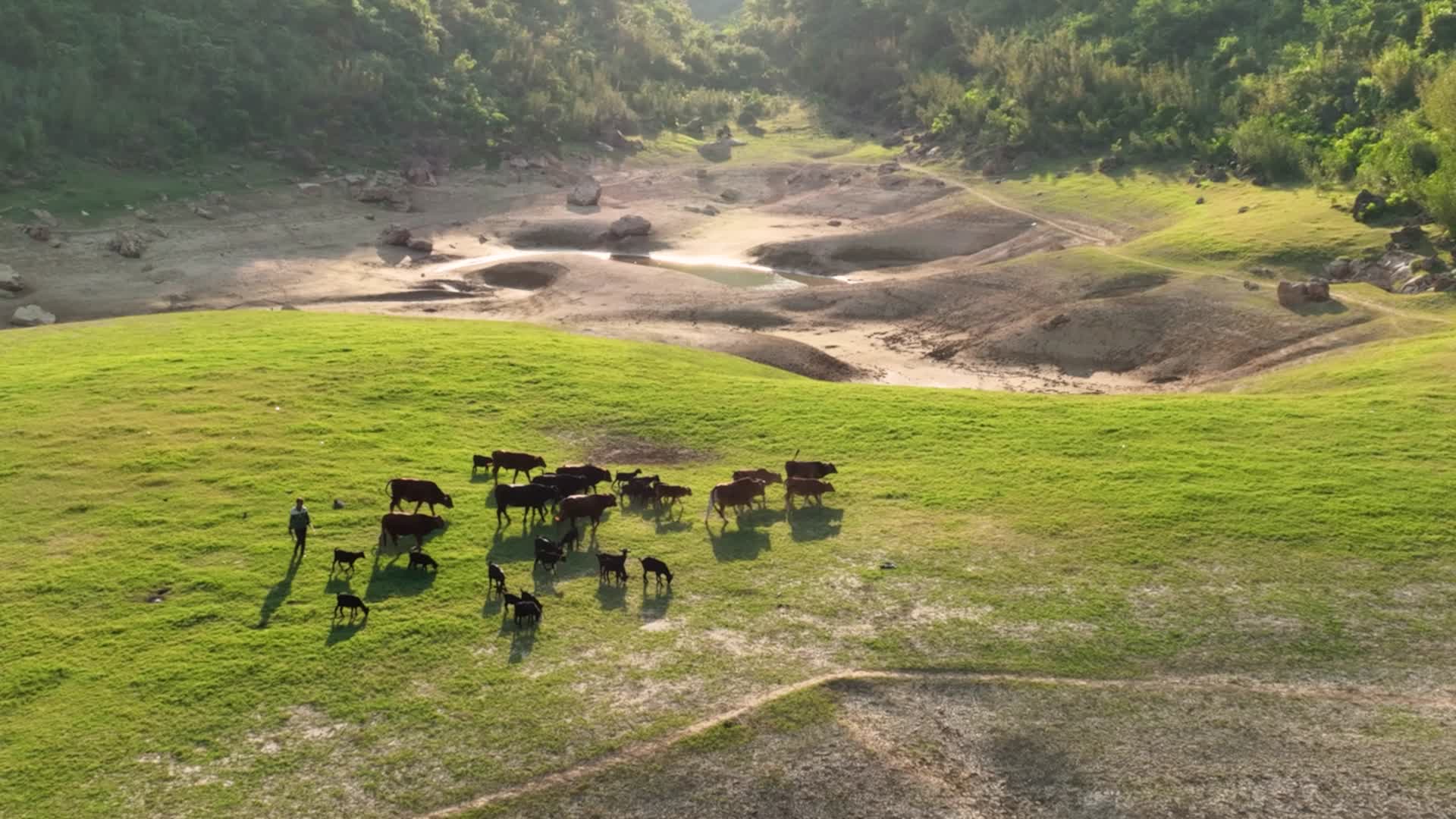 4K航拍广西更望湖草原牛羊视频的预览图