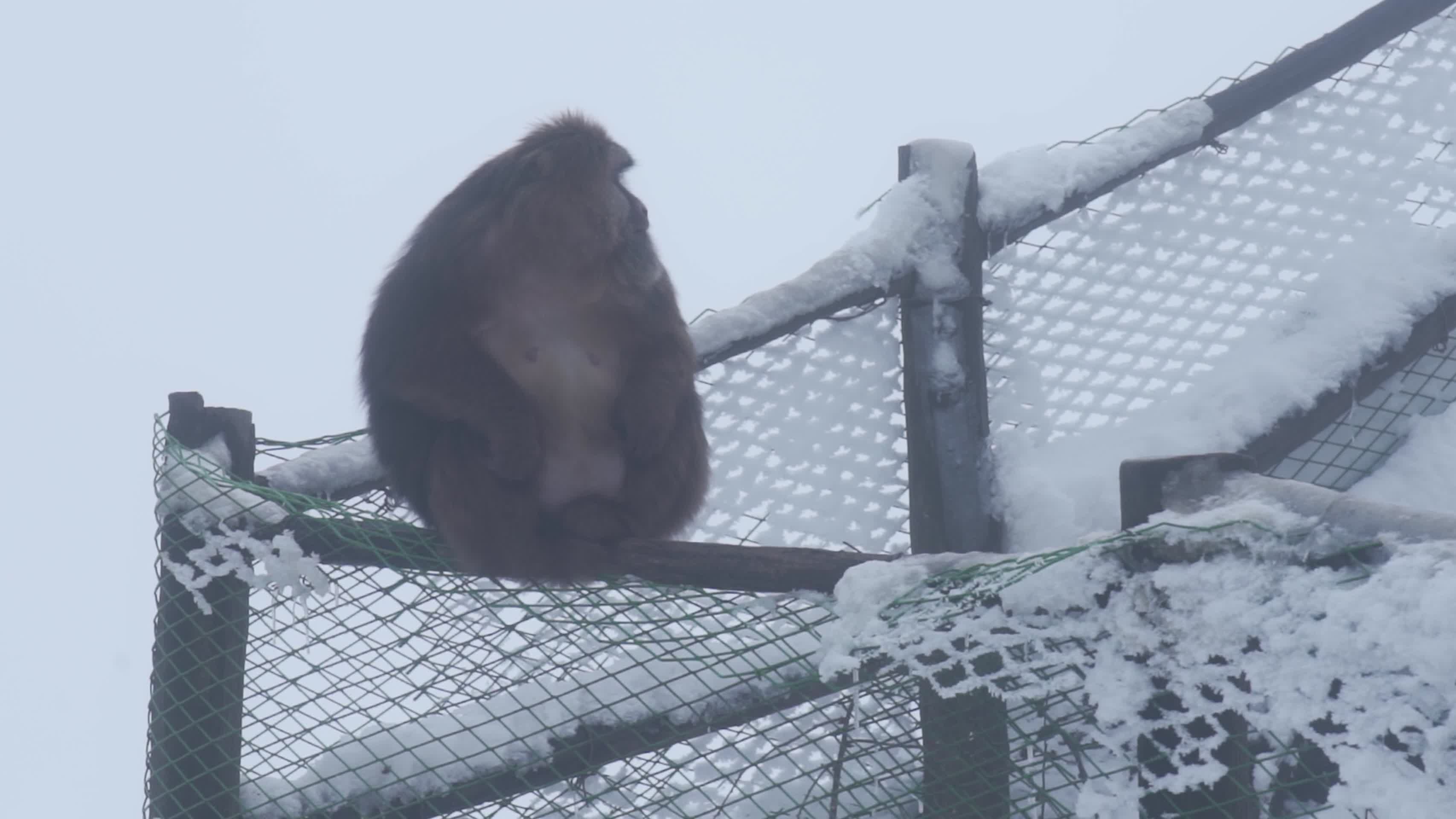 大雪天峨眉山的猴子视频的预览图