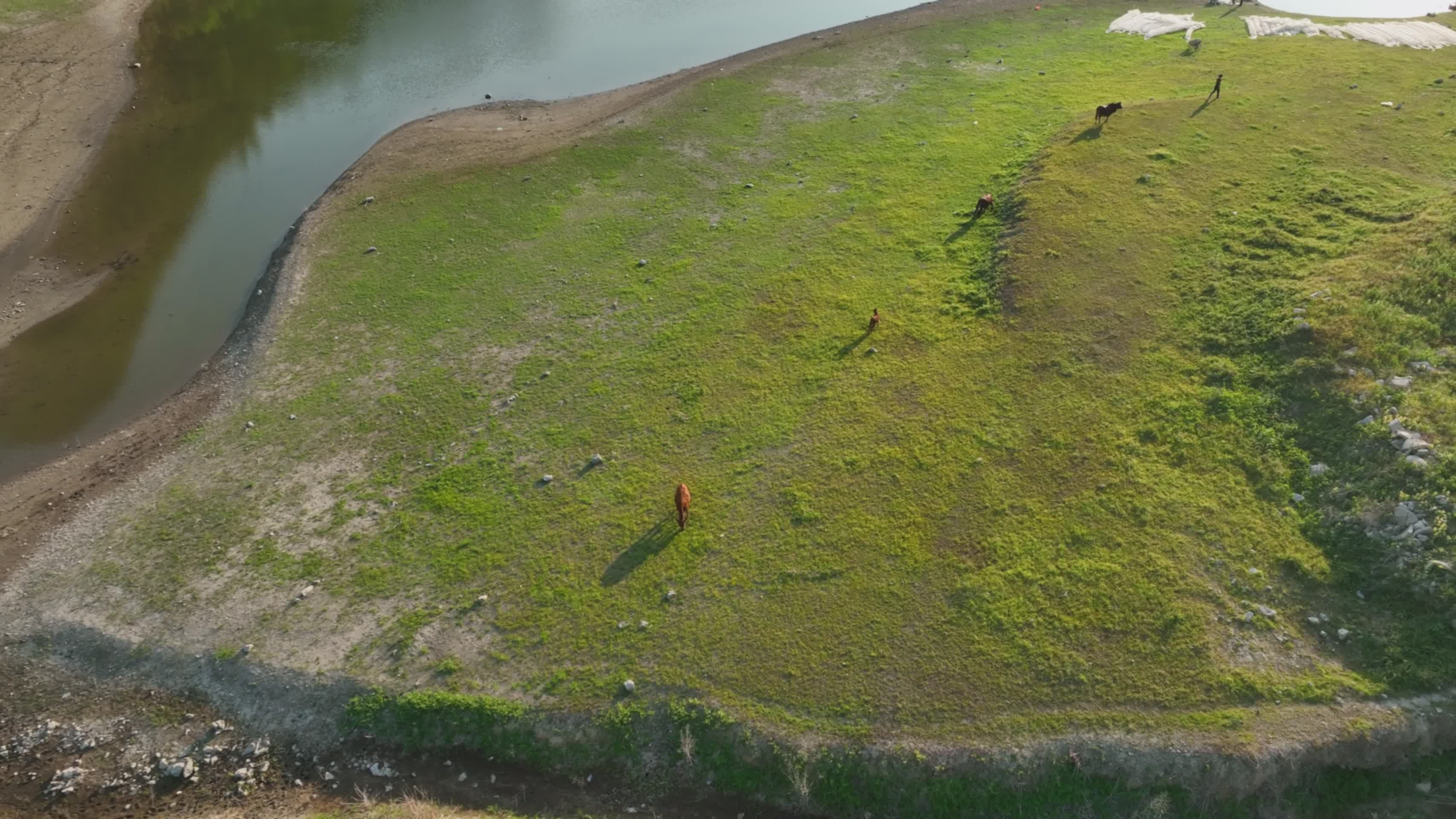 4K航拍上林湿地草原视频的预览图
