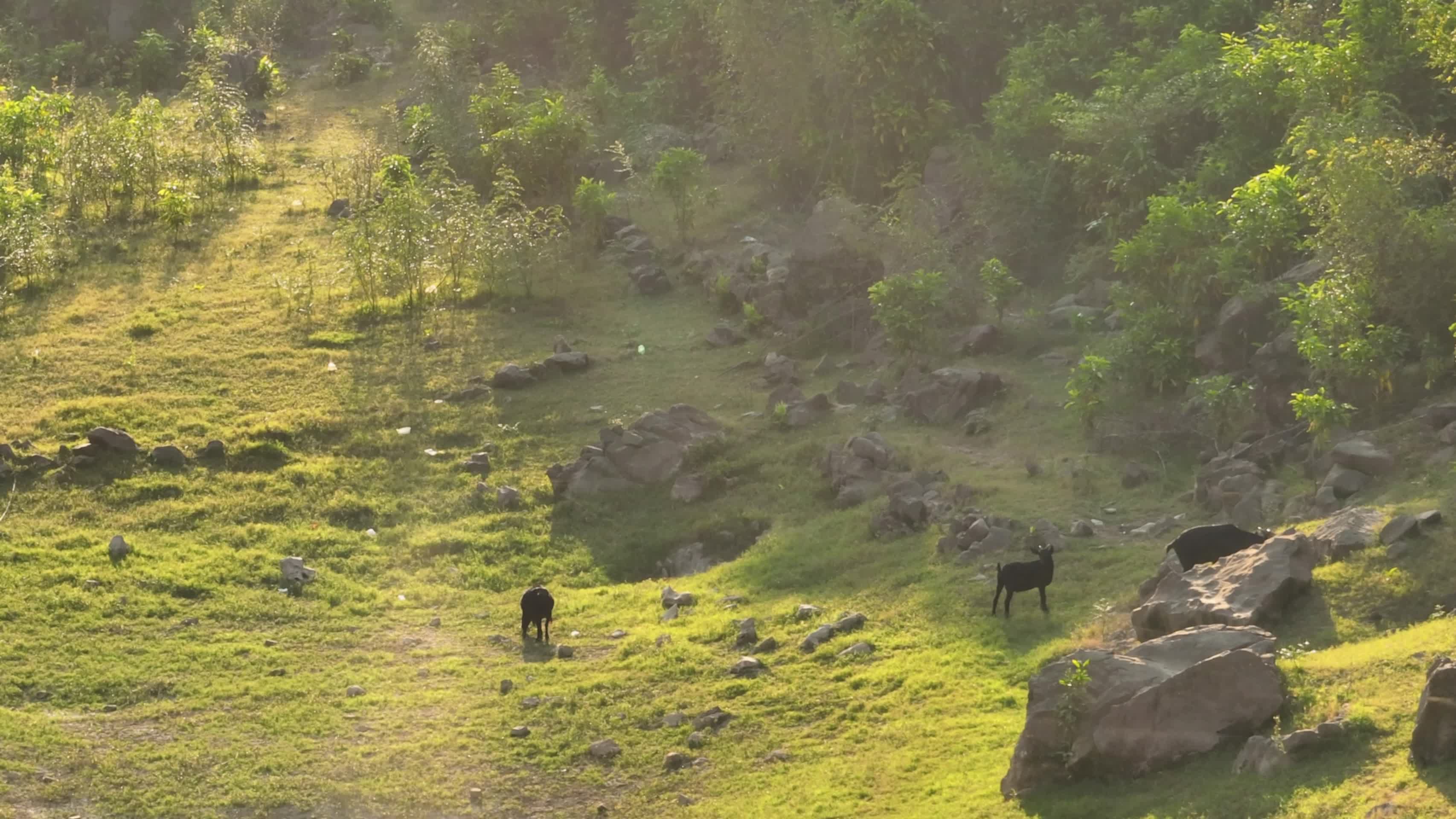 4K航拍更望湖牛羊成群视频的预览图