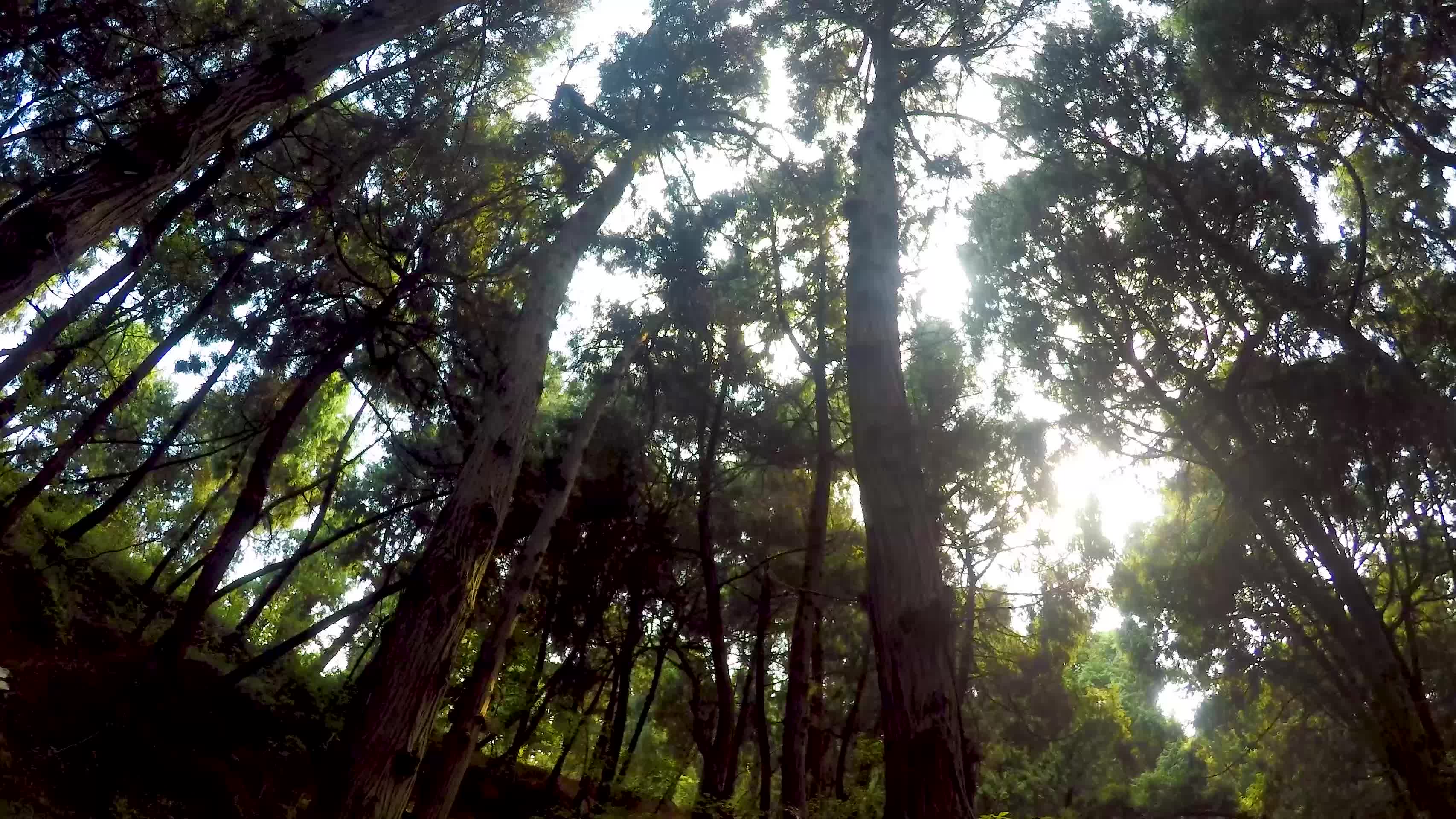 阳光照射幽静柏树树林视频的预览图