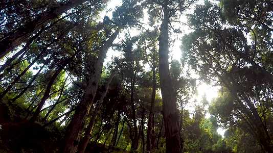 阳光照射幽静柏树树林视频的预览图