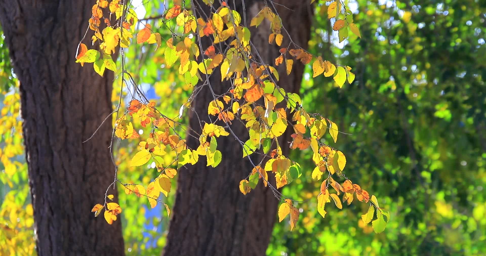 柳树黄叶红叶山楂秋景视频的预览图