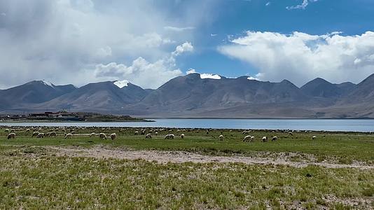 西藏湖边半岛草原大片羊群航拍视频的预览图