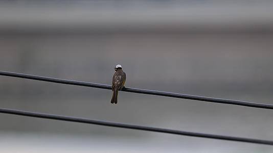 4k超清电线上的小鸟实拍灰褐色羽毛白头视频的预览图