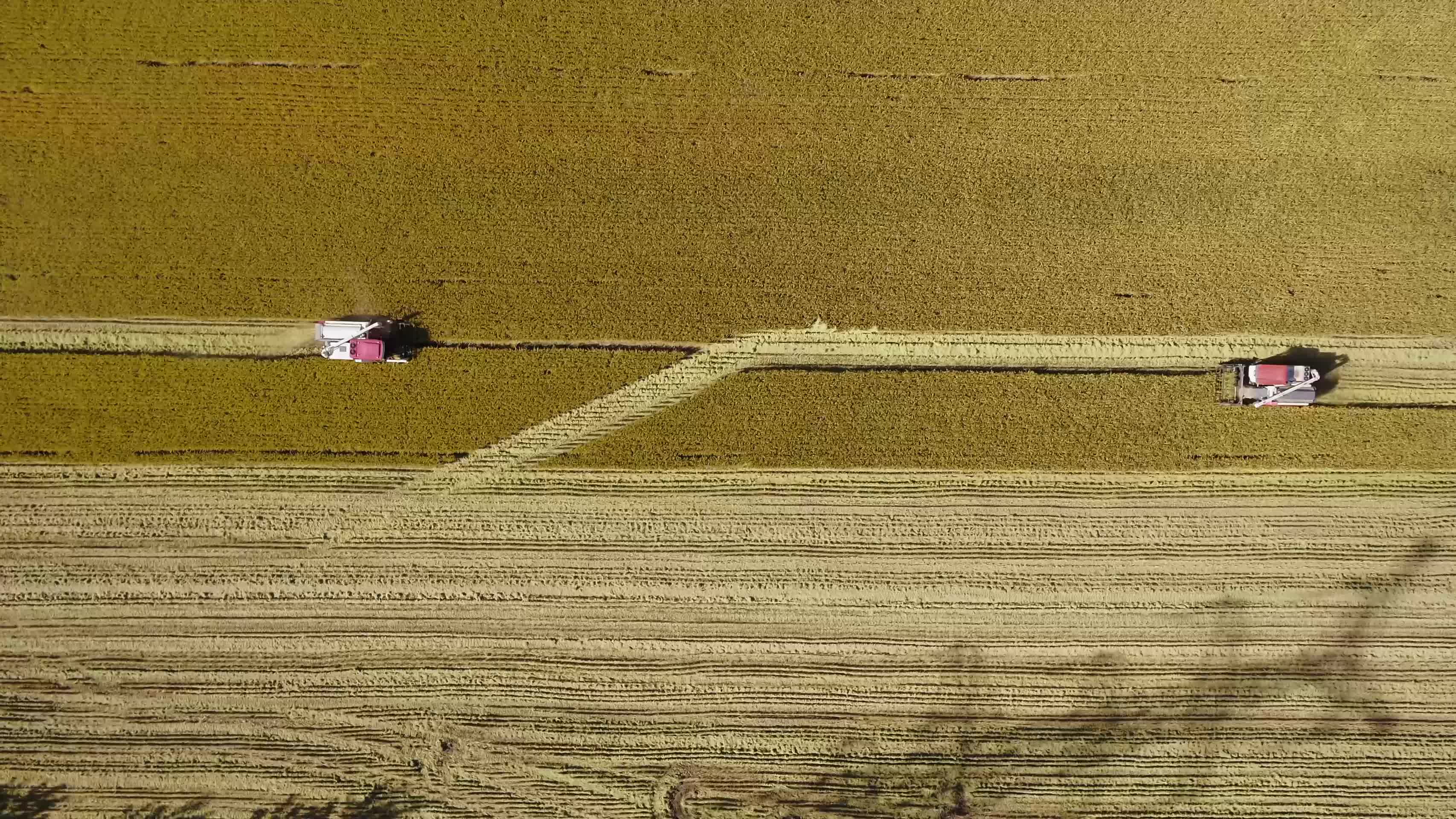 稻田收割实拍视频的预览图