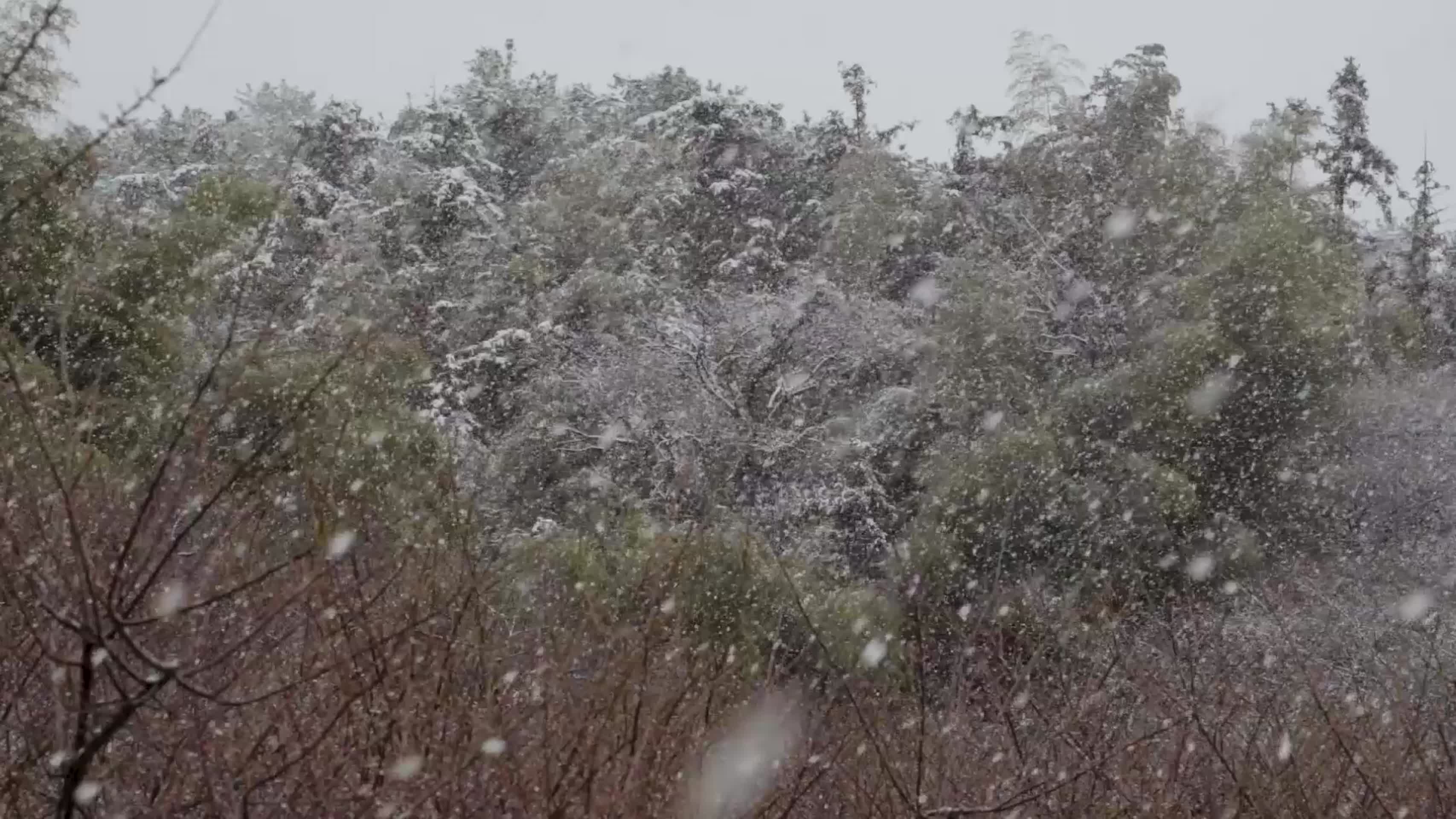 树林雪景视频的预览图