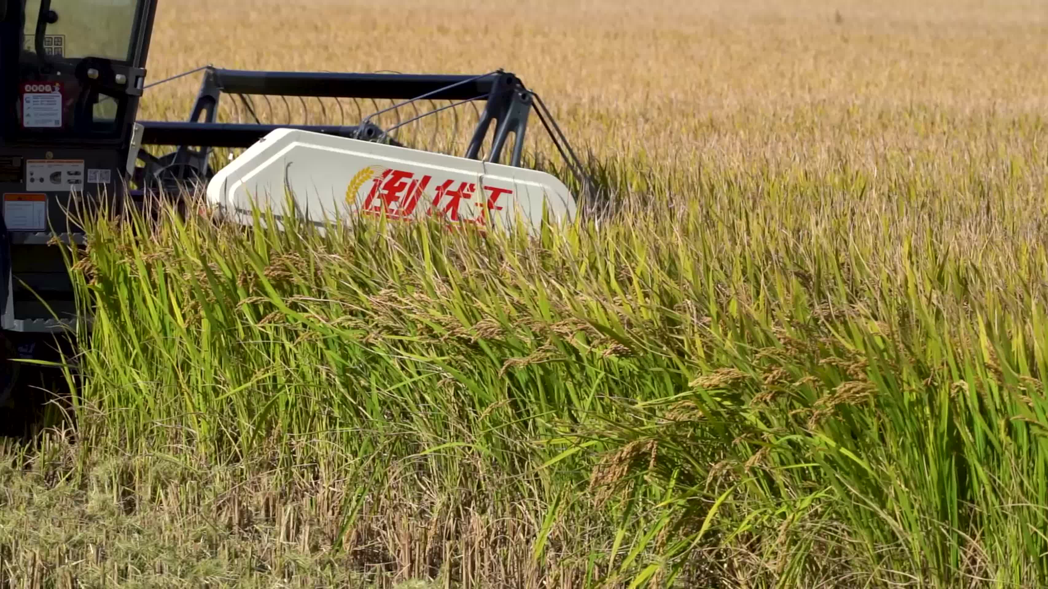 稻田收割视频的预览图