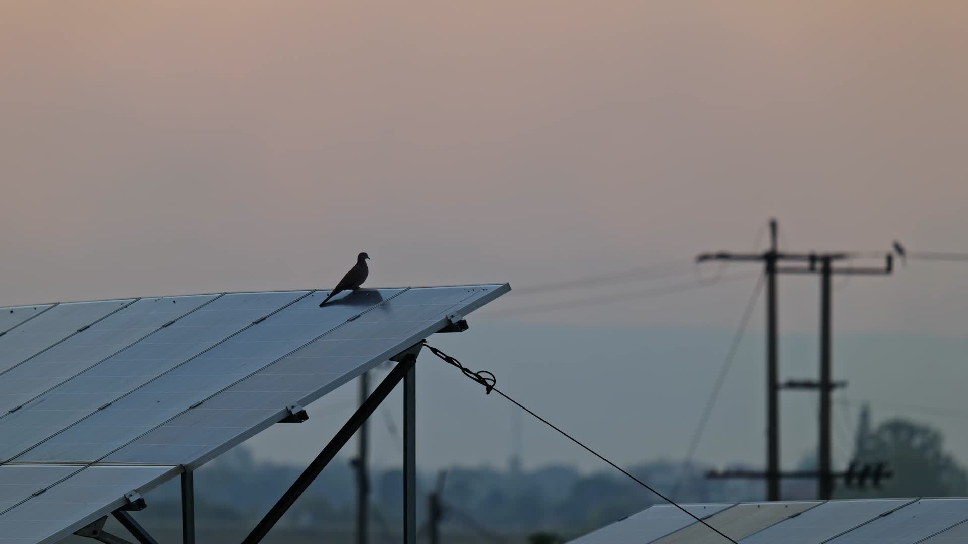 太阳能板上的鸟视频的预览图