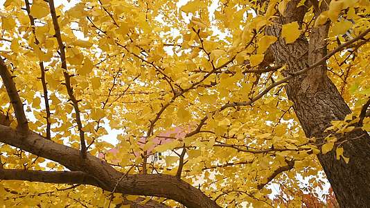 秋天逆光下的银杏树树叶树干移动慢镜头视频的预览图