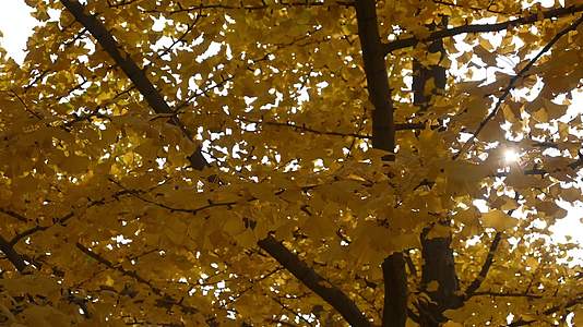 秋天逆光下的银杏树树叶树干移动慢镜头视频的预览图