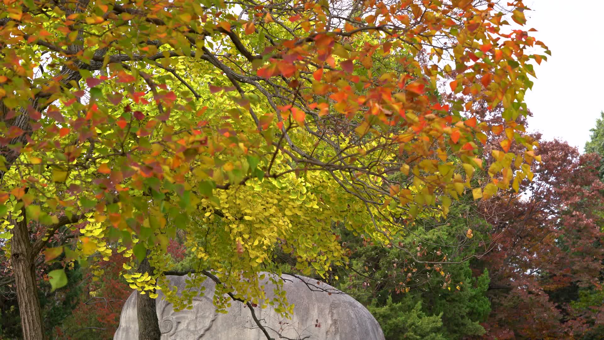 南京明孝陵景区石像路的秋色视频的预览图