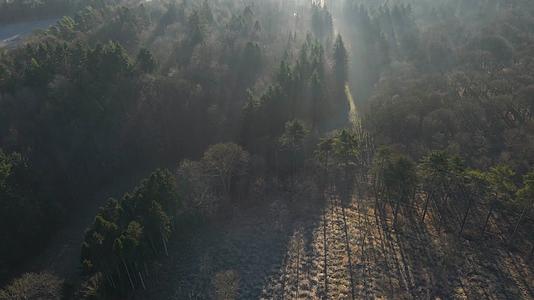 茂密是森林希望的田野早晨的夕阳视频的预览图