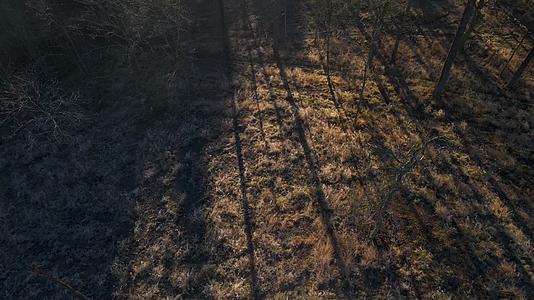 茂密的森林希望的田野早晨的太阳视频的预览图