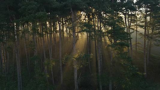 茂密的森林希望的田野早晨的太阳视频的预览图