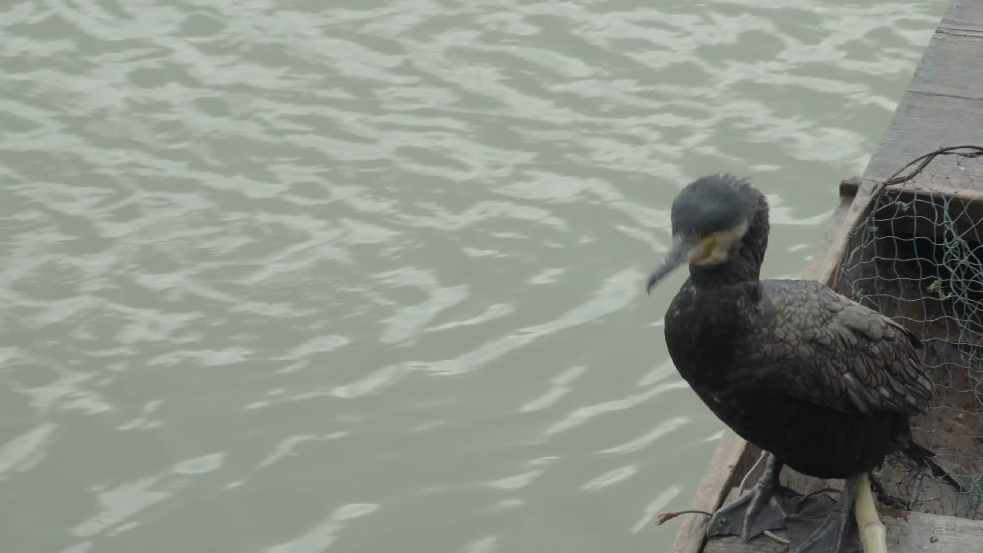 鸬鹚水老鸦鱼鹰鷧乌鬼捕鱼视频的预览图