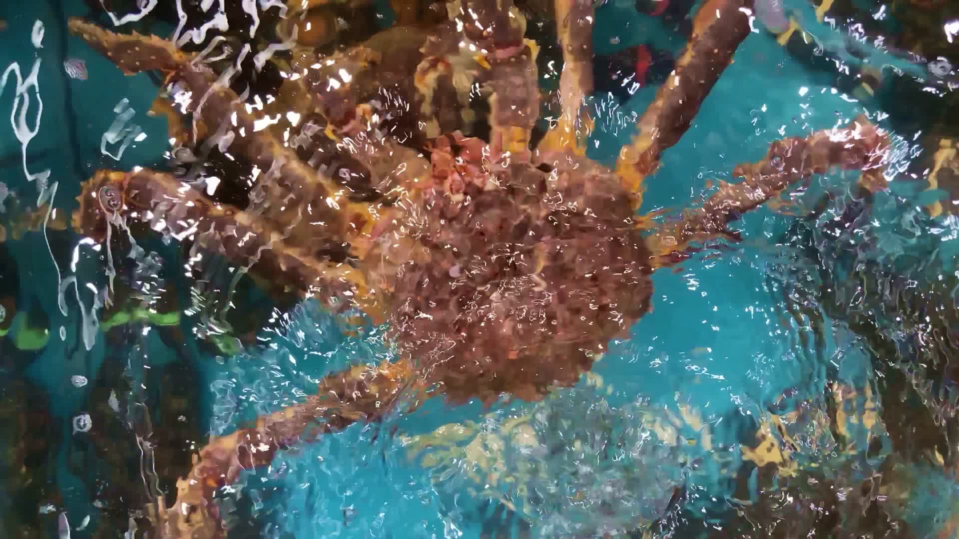 超市大水缸展示的帝王蟹视频的预览图