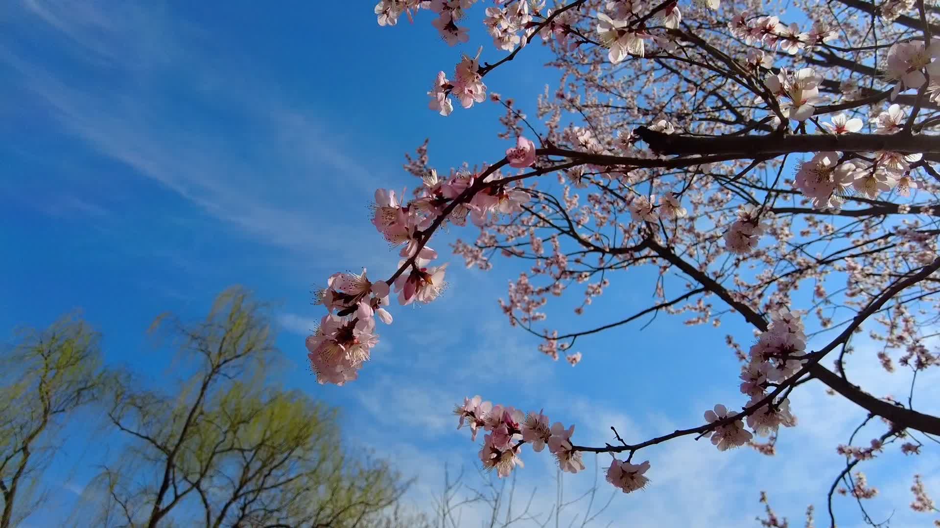 公园樱花视频的预览图