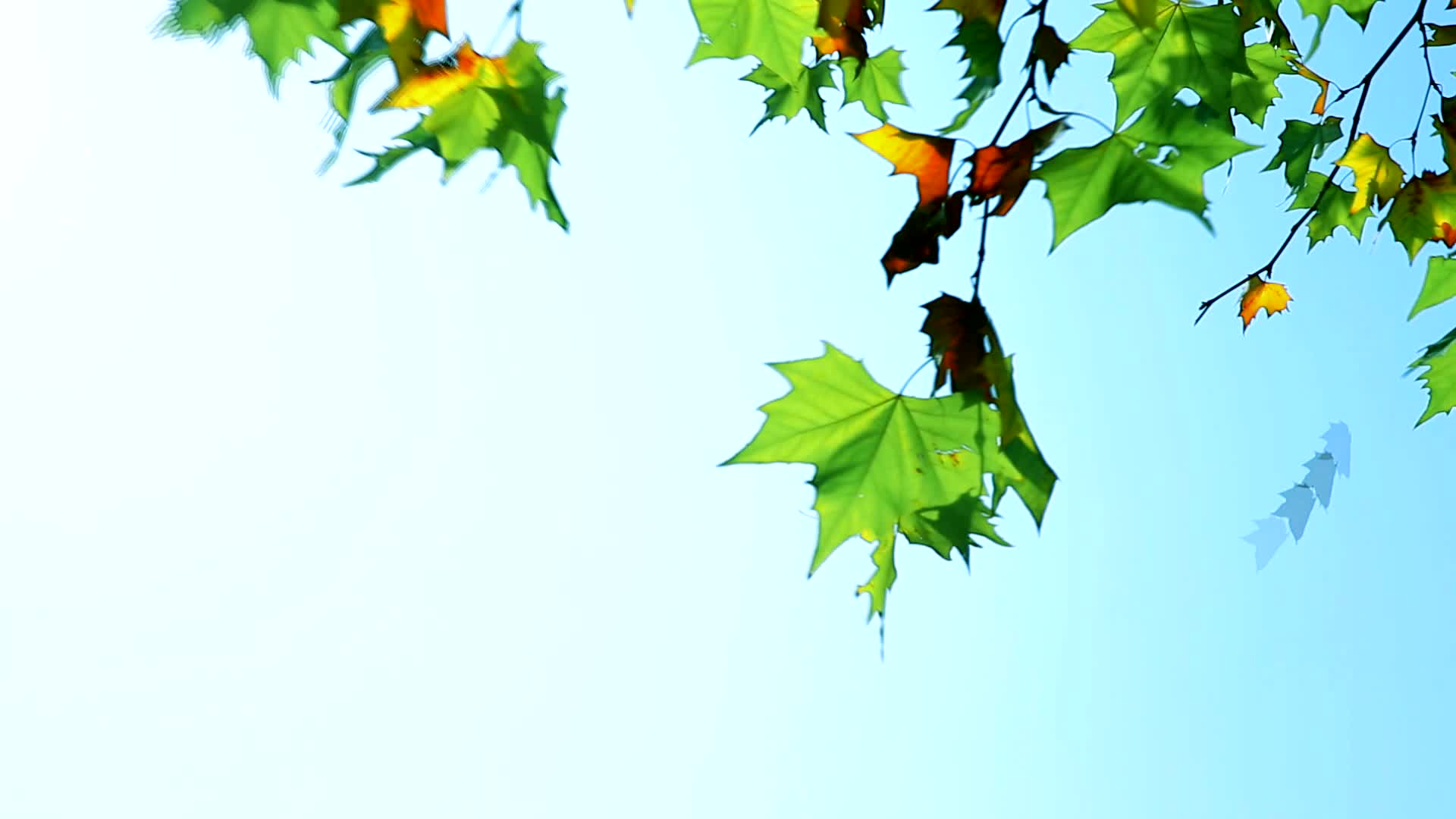 西安的秋天秋色落叶视频的预览图