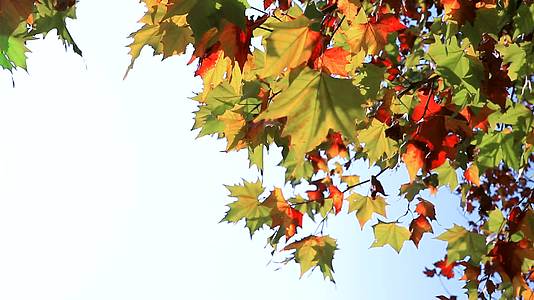 西安的秋天秋色落叶视频的预览图
