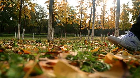 西安的秋天秋色秋天的风景视频的预览图