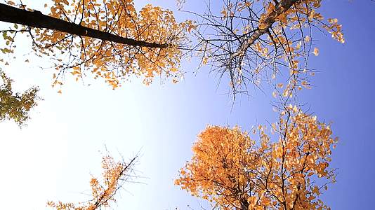 西安的秋天秋色秋天的风景视频的预览图