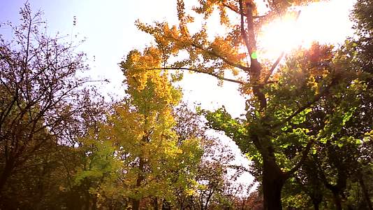 西安的秋天秋色秋季风光落叶视频的预览图