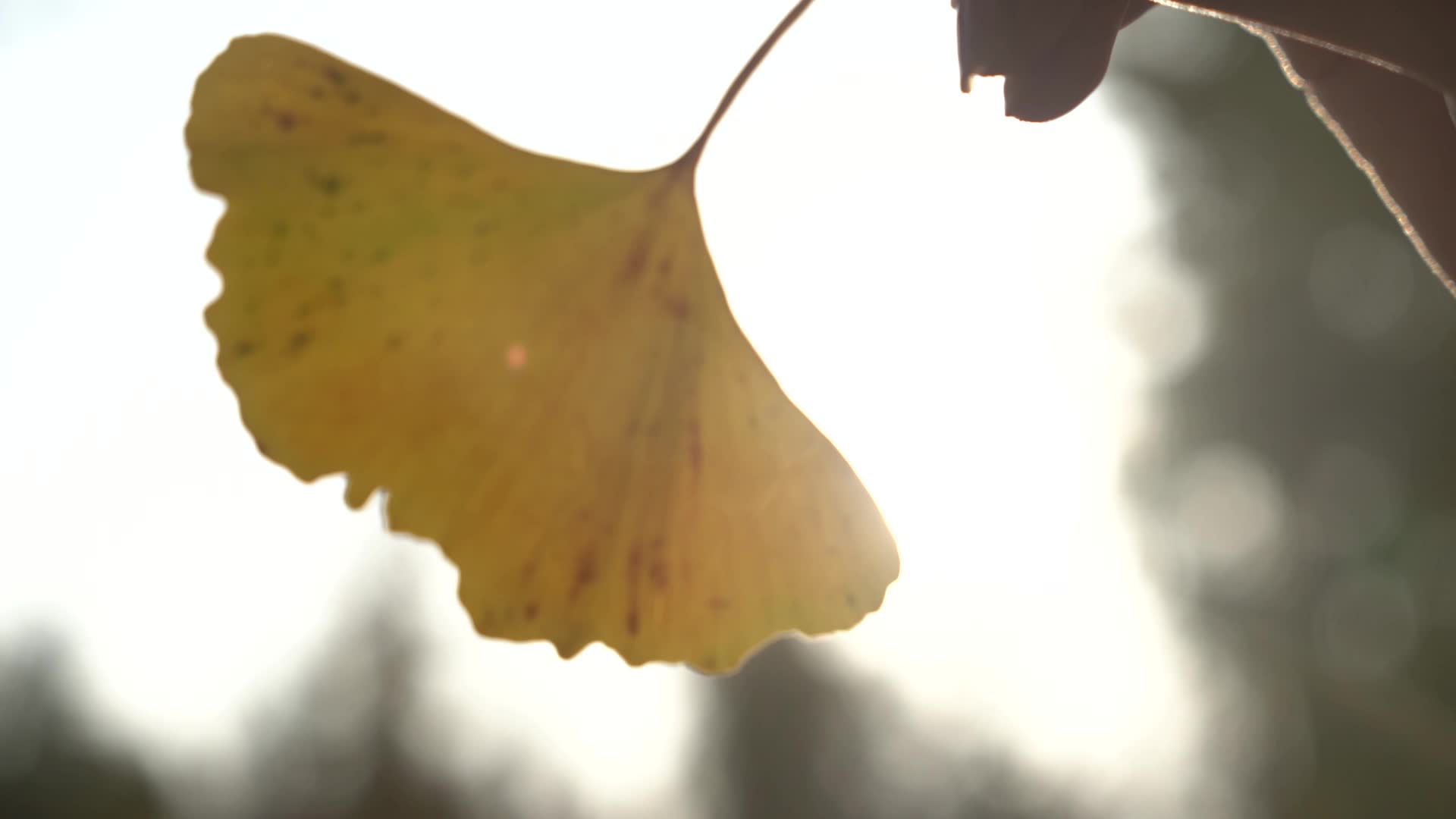 金秋银杏林银杏叶飘落落叶实拍2视频的预览图