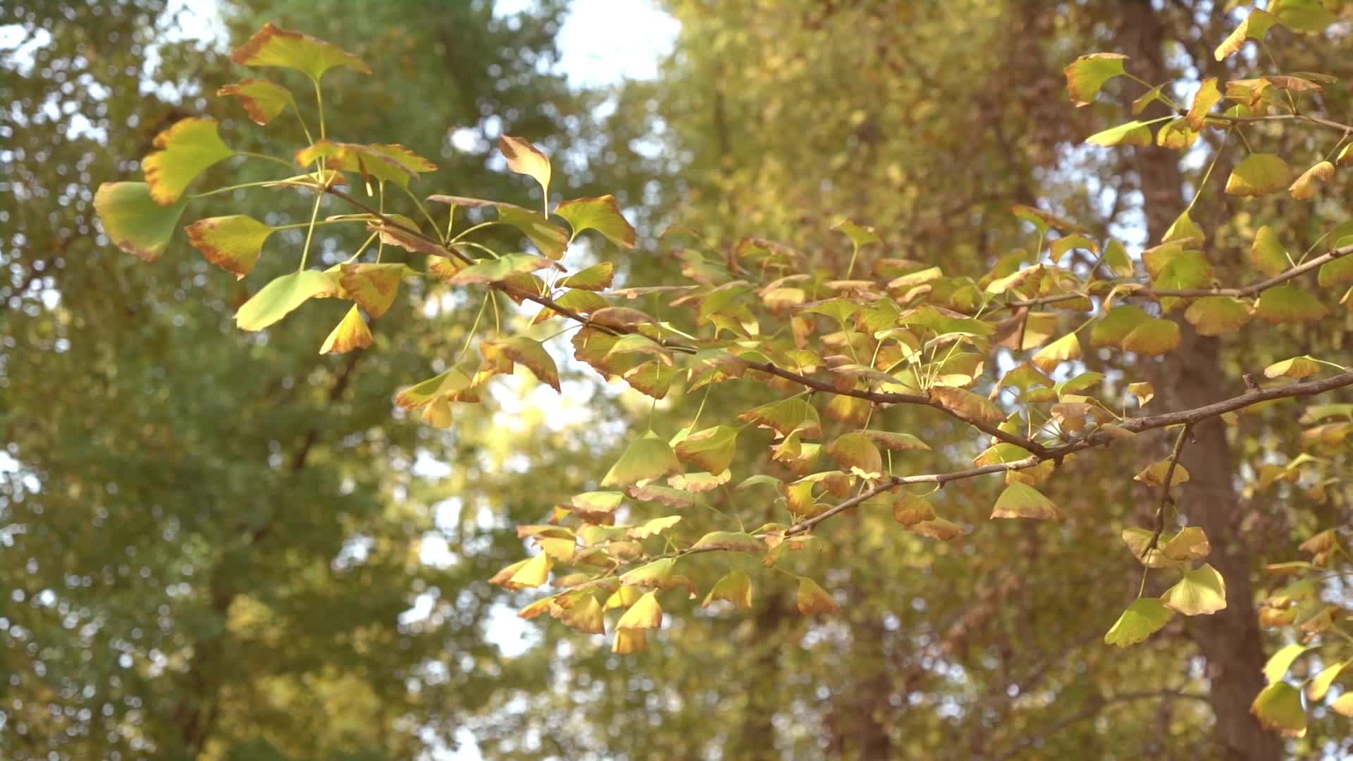 金秋银杏林银杏叶飘落落叶实拍视频的预览图