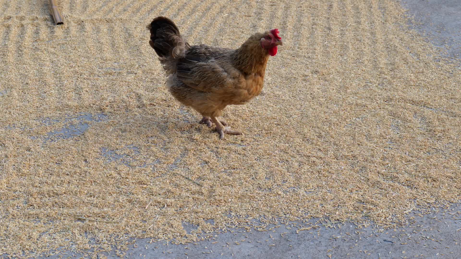 偷吃粮食的母鸡视频的预览图