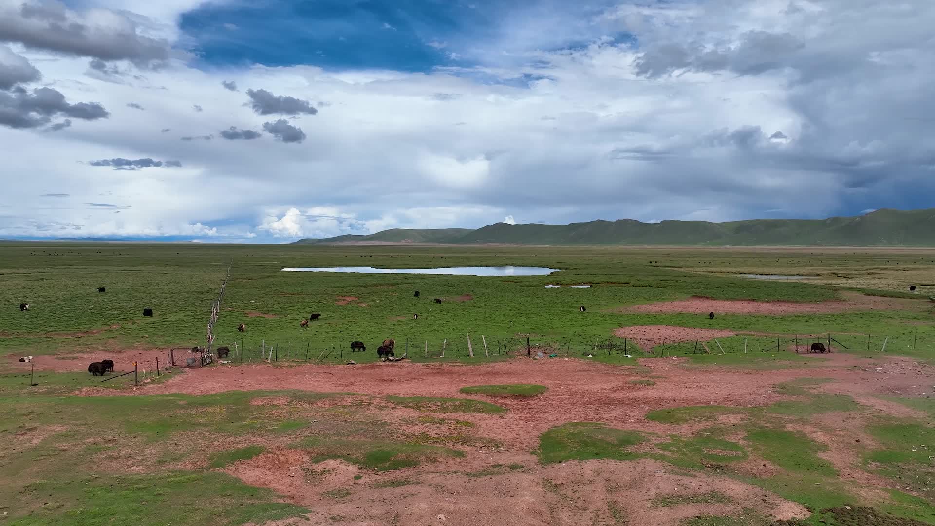 西藏聂荣县草原湿地沼泽牦牛群航拍视频的预览图