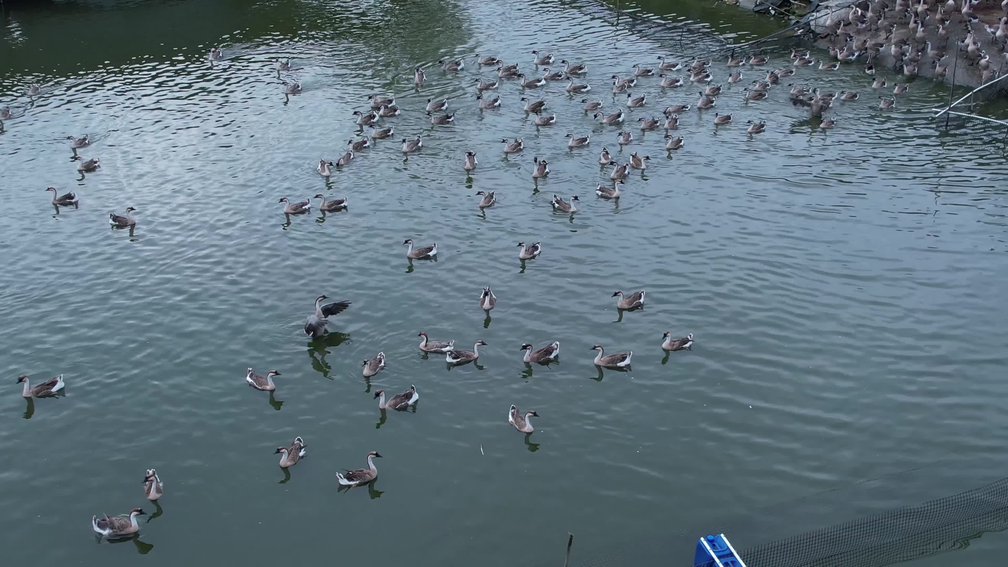 鸭子水产养殖视频的预览图
