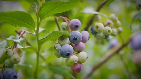 有机种植栽培蓝莓水果鸡蛋煎饼视频的预览图