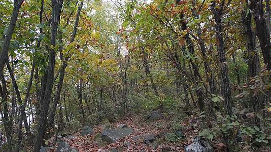 秋天山林中的小路视频的预览图