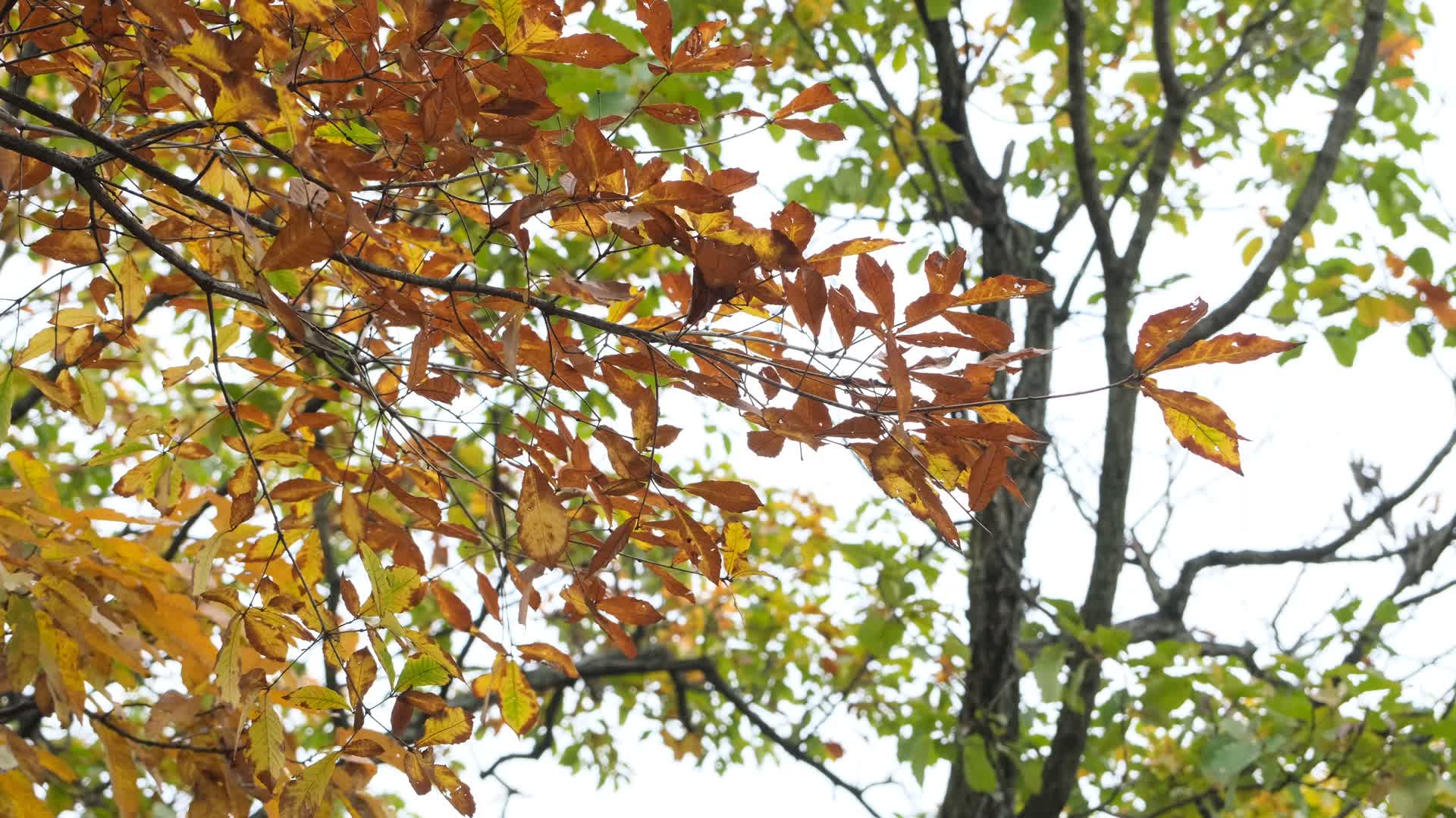 秋天在微风中摇曳的红叶视频的预览图