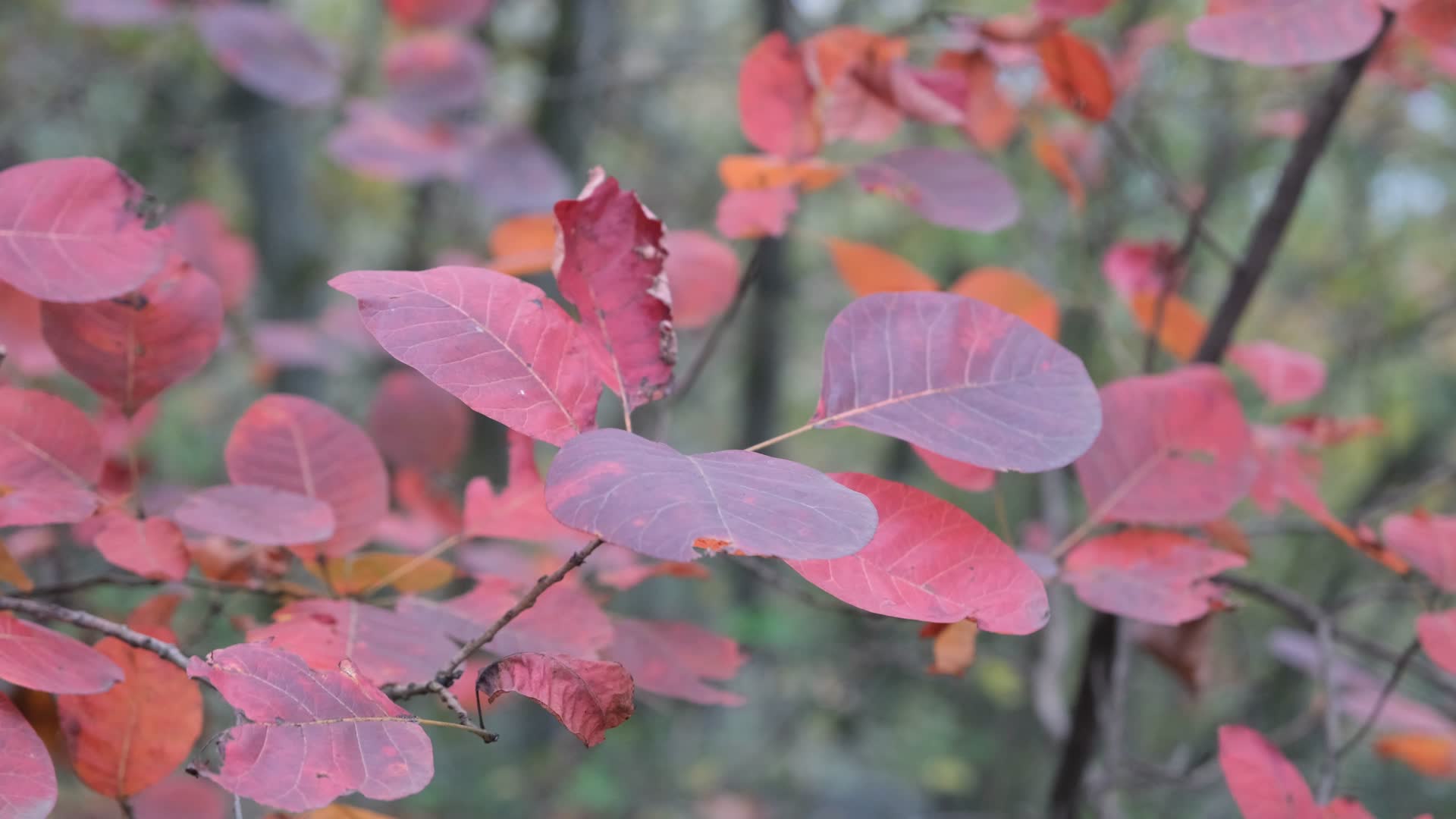 秋天在微风中摇曳的红叶视频的预览图