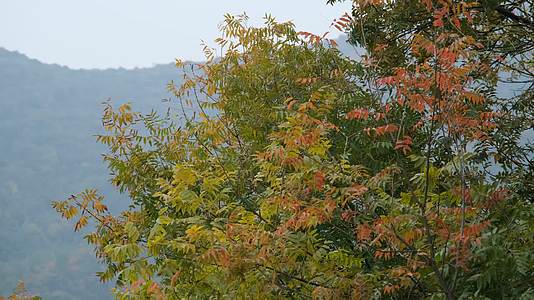 秋天在微风中摇曳的树叶视频的预览图