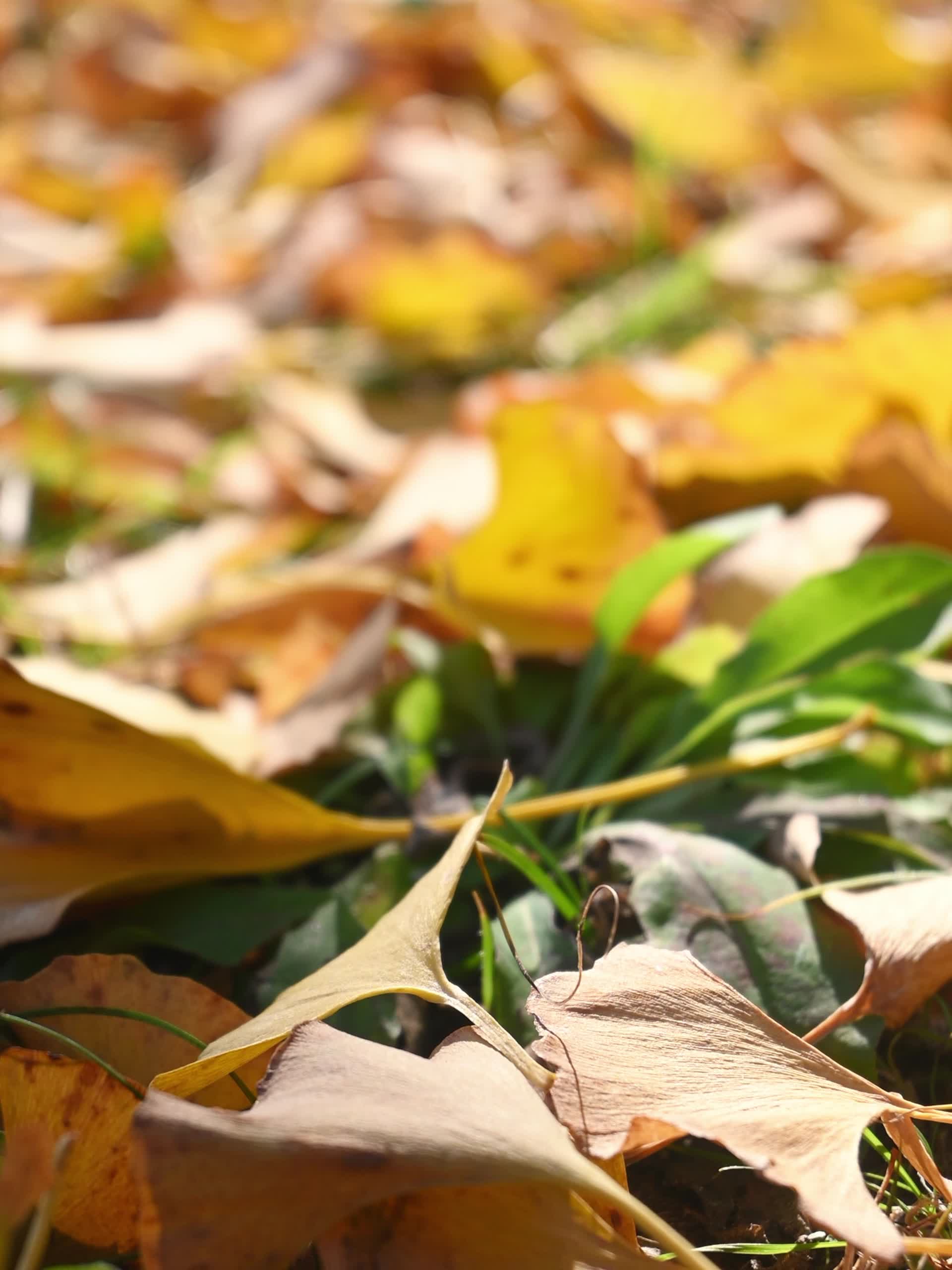 秋天草地上金黄的落叶视频的预览图