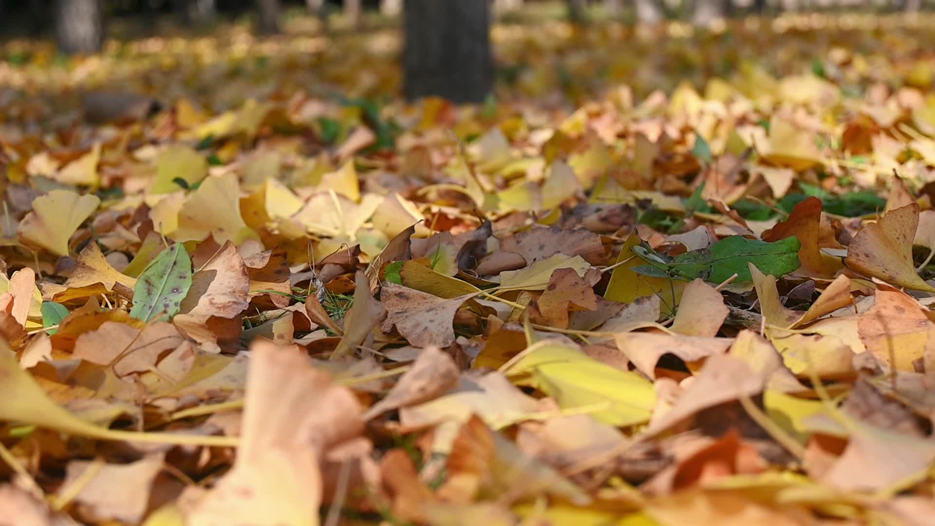 秋天银杏树叶飘落的慢镜头视频的预览图