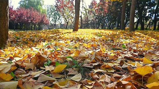 秋天银杏树叶飘落的慢镜头视频的预览图
