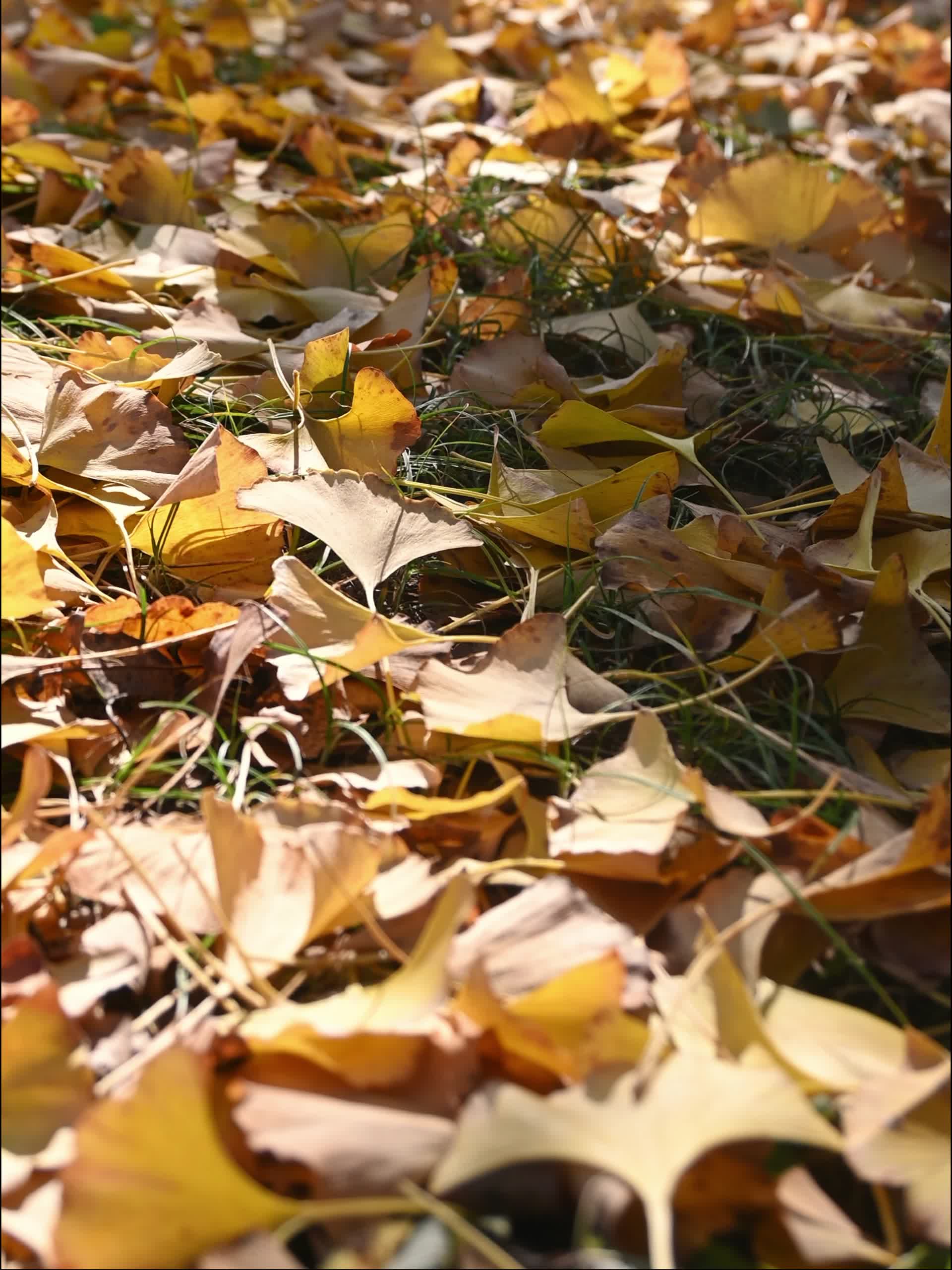 秋天草地上金黄的落叶视频的预览图