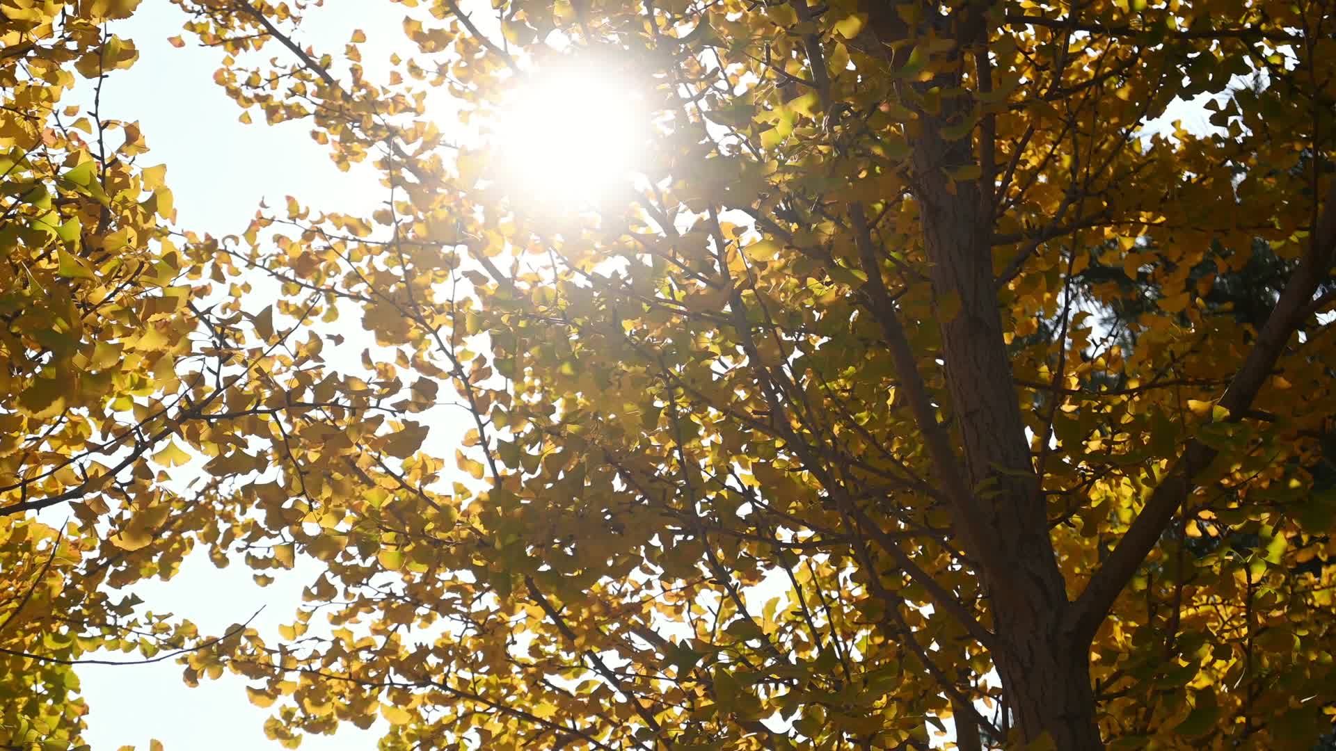 秋天逆光银杏树视频的预览图