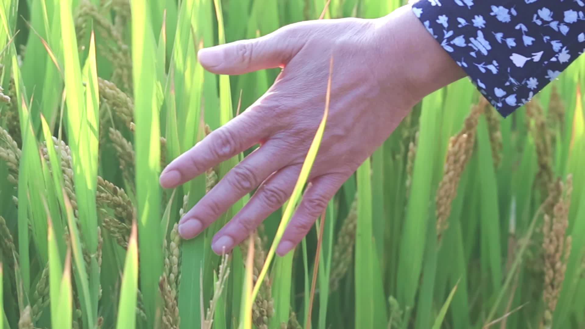 一个女人的手触摸稻穗特写视频的预览图
