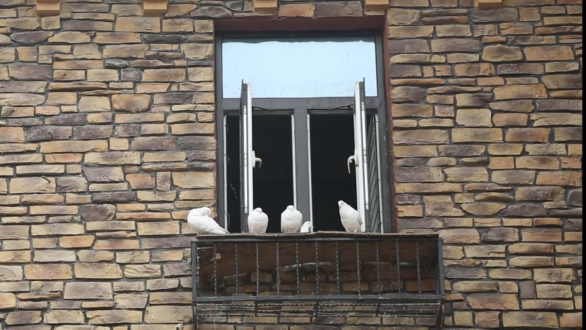 西安世博园白鸽视频的预览图