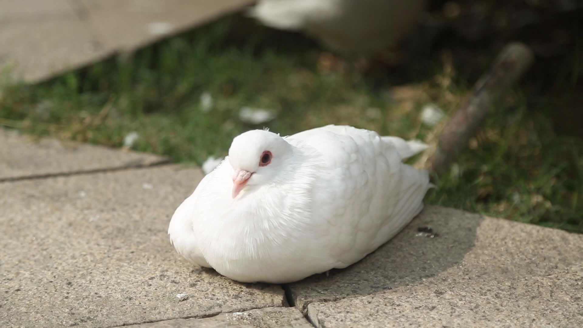 西安世博园广场可爱的鸽子视频的预览图
