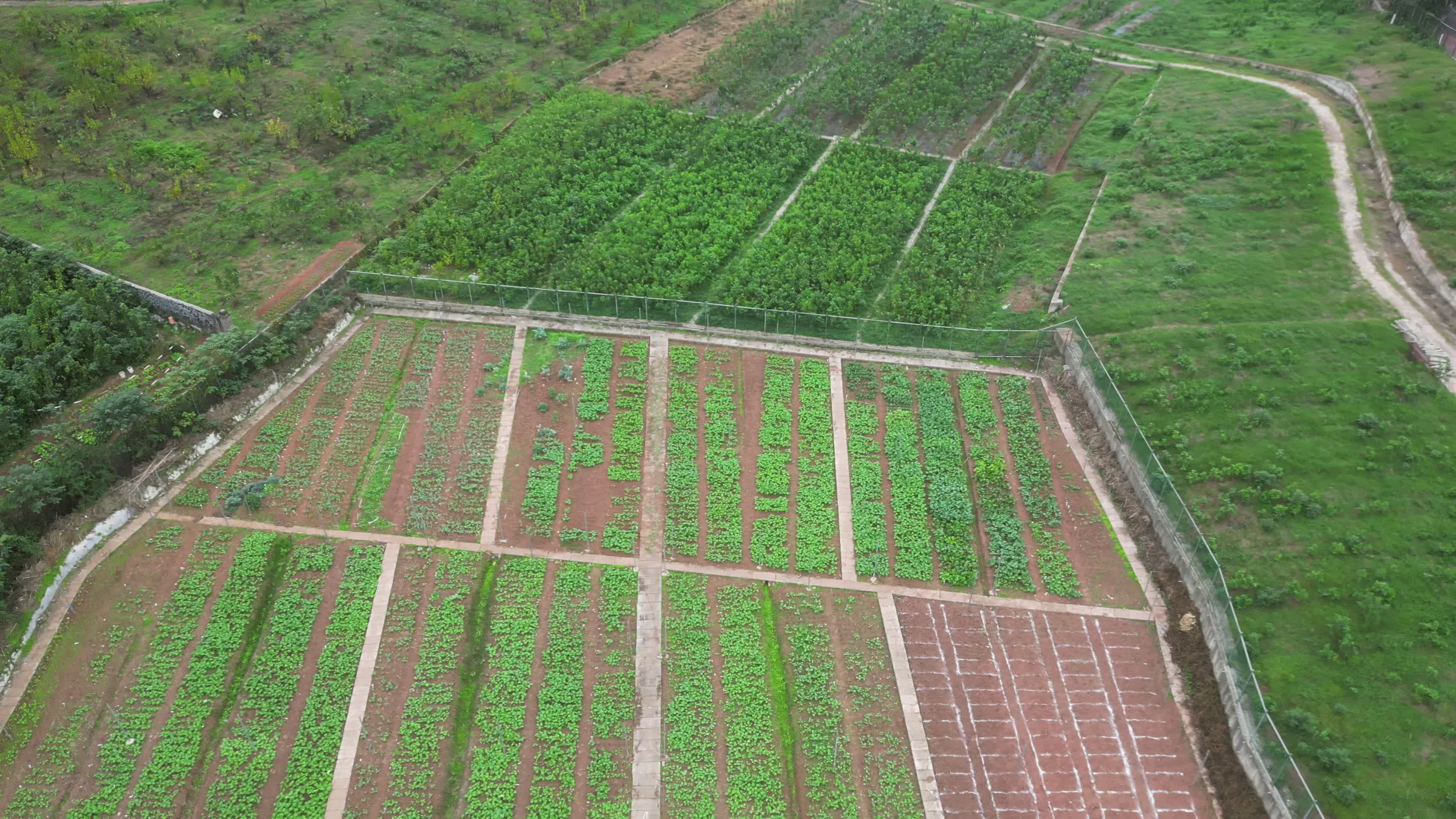 三农大田主题航拍绿色农田种植基地视频的预览图
