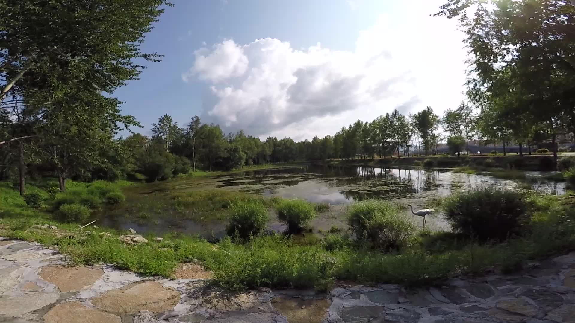 黑水兴安塔河滴翠园小湖gopro拍摄视频的预览图