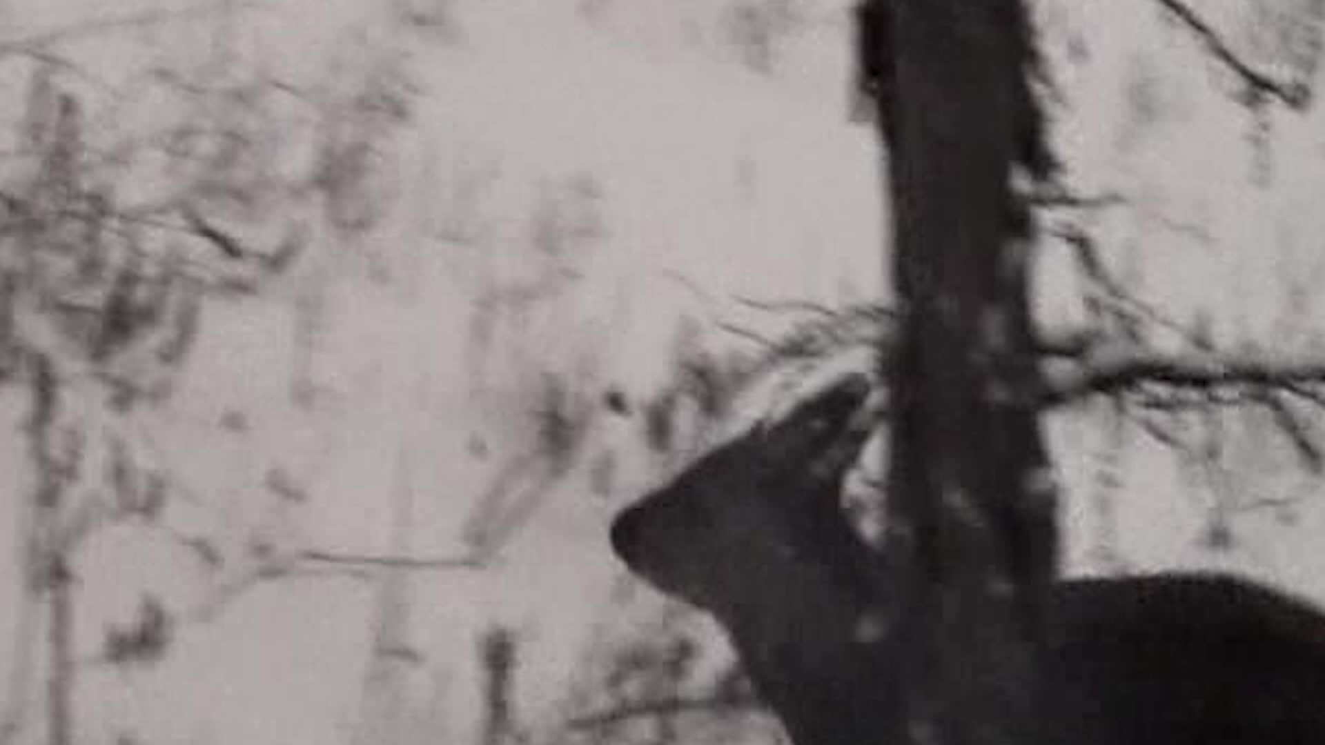 黑水兴安原麝的跳跃与伏卧视频的预览图