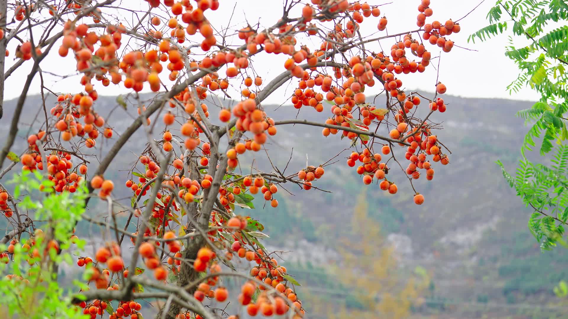 太行山上的柿子漫山遍野视频的预览图