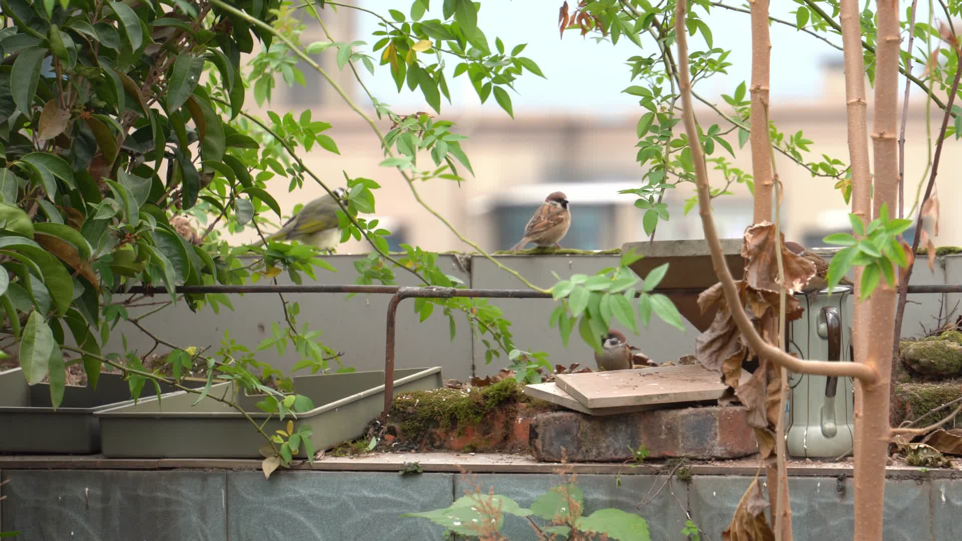 秋天屋顶阳台上觅食的麻雀群视频视频的预览图